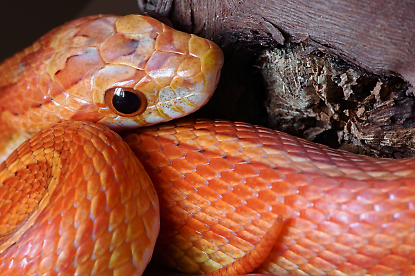 포토 JPG 해외이미지 동물 응시 얼굴 패턴 신체 의자 오렌지 파충류 자연 따뜻함 저울 옥수수 앉기 사람없음 빨간색 빛 울타리 반려동물 노란색 머리 나뭇가지 입 뱀 우아함 매끈함 피부 질감 꼬리 팩 목 서식지 다리찢기 감싸기 복잡 얇은 해외포토 나무 시선 컬러 가구 컨셉 무늬 과일 모션 곡류 신체부위 담장 화장품 감각 생태계 파일형식 이미지허브