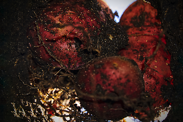 포토 JPG 해외이미지 식물 계절 지구 음식 백그라운드 잎 밭 농업 채소 자연 새로움 감자 건강 사람없음 야외 초록색 농작물 농장 갈색 정원 흙 수확 성장 시골 신선 그룹 땅 삽 유기농 원예 날것 뿌리 먼지 내추럴 땅바닥 땅파기 밭일 세련 해외포토 웰빙 산업 컬러 컨셉 바닥 취미 생태계 파일형식 이미지허브