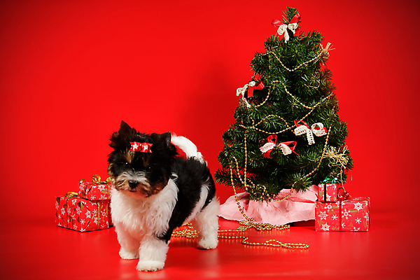 포토 JPG 해외이미지 나무 동물 1 행복 새끼 백그라운드 크리스마스 공 휴가 새로움 털 사람없음 장식 빨간색 반려동물 산타클로스 귀여움 검은색 거울 흰색 개 달콤 강아지 작음 샴페인 요크셔테리어 테리어 연도 사진사 활 솜털 송곳니 기르기 비버 삼색 해외포토 식물 기념일 감정 컬러 컨셉 포유류 주류 맛 치아 크기 작가 돌봄 파일형식 이미지허브