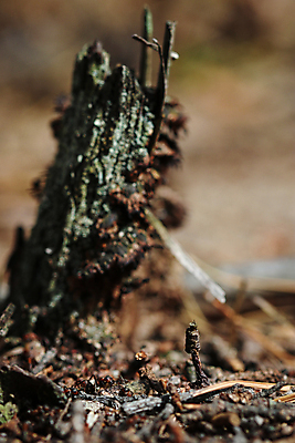 포토 JPG 해외이미지 동물 야생동물 곤충 가족 자연 협력 노동자 함께함 사람없음 야외 세로 쌓기 환경 업무 작업 황무지 닫기 둥지 군중 정상 소프트포커스 숲 작음 언덕 생태계 생물학 보케 커뮤니티 육군 개미 병정 흙더미 내추럴 동물상 삼림지대 식민지 많음 해외포토 직업 교육 컨셉 관계 모션 군대 촬영기법 사람 조형물 흙 크기 파일형식 더미 이미지허브