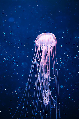 포토 JPG 해외이미지 한마리 분홍색 사람없음 바닷속 수중동물 자포동물 해파리 해외포토 동물 1 컬러 수중 파일형식 이미지허브