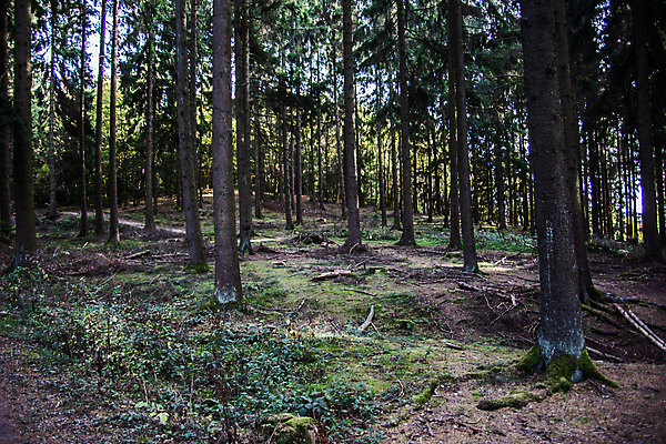 포토 JPG 해외이미지 나무 잎 자국 자연 하늘 경사 사람없음 초록색 파란색 컬러풀 갈색 노란색 숲 장작 해외포토 식물 컬러 생태계 파일형식 이미지허브