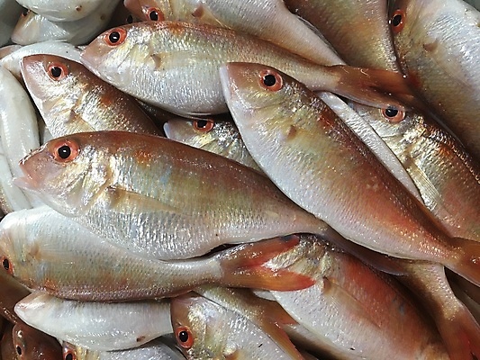 포토 JPG 해외이미지 동물 음식 바다 분홍색 백그라운드 재료 자연 낚시 건강 요리 사람없음 식사 신선 잡기 시장 해산물 날것 해외포토 컬러 모션 레저 생태계 파일형식 이미지허브