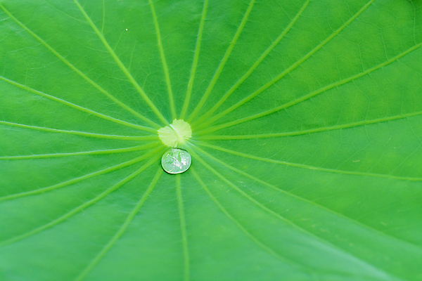 포토 JPG 해외이미지 식물 백그라운드 잎 자연 추상 사람없음 초록색 물 환경 흐름 물방울 닫기 떨어짐 이슬 질감 내추럴 해외포토 자연요소 컬러 컨셉 무늬 모션 생태계 파일형식 이미지허브