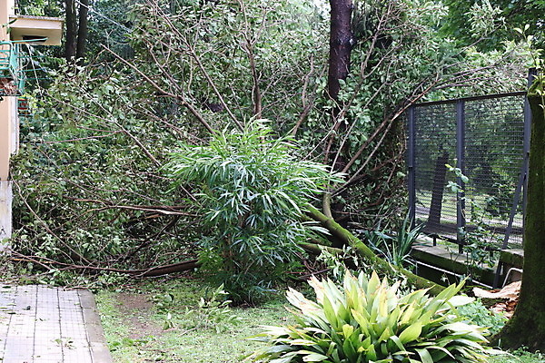 포토 JPG 해외이미지 나무 자연 바람 사람없음 야외 초록색 손상 나뭇가지 닫기 파편 위험 사건 폭풍 잡동사니 다리찢기 깨짐 단절 폭풍우 허리케인 해외포토 자연요소 식물 컬러 컨셉 모션 날씨 비_날씨 자연재해 생태계 파일형식 이미지허브