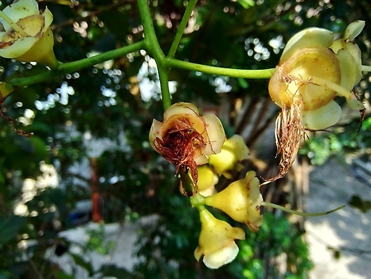 포토 JPG 해외이미지 나무 식물 꽃 아시아 음식 여행 백그라운드 잎 농업 과일 재료 자연 디저트 건강 사람없음 빨간색 초록색 정원 성장 신선 달콤 맛 매끈함 먹기 열대과일 날것 내추럴 숙성 이국적 채식주의자 세련 해외포토 나라 산업 컬러 컨셉 모션 감각 생태계 채식 파일형식 이미지허브