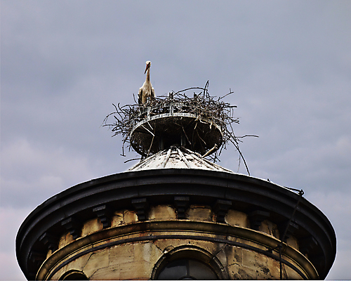 포토 JPG 해외이미지 동물 야생동물 분홍색 자연 조류 하늘 호텔 동양인 성인 사람없음 야외 건물 여름 파란색 마을 탑 검은색 봄 프랑스 흰색 둥지 보호 심볼 깃털 부리 흐림 동물상 황새 해외포토 건축물 계절 유럽 컬러 컨셉 숙소 날씨 사람 인종 조형물 생태계 파일형식 이미지허브