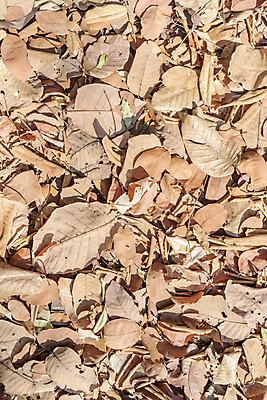 포토 JPG 해외이미지 나무 식물 계절 공원 백그라운드 잎 패턴 자연 벽지 건조 사람없음 야외 컬러풀 갈색 노란색 가을 죽음 숲 질감 내추럴 땅바닥 해외포토 공공시설 컬러 무늬 바닥 생태계 파일형식 이미지허브