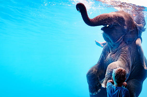 포토 JPG 해외이미지 동물 1 남자 행복 아시아 물결 야생동물 어린이 바다 통신 포유류 태국 자연 놀이 코끼리 수영장 사랑 동양인 소년 사람없음 야외 빨간색 물 파란색 갈색 수중 수영 공연 기쁨 거울 만남 큼 인도인 쇼 노려봄 내추럴 해외포토 자연요소 외국인 감정 나라 컬러 컨셉 표정 사람 인종 이벤트 수상스포츠 크기 생태계 파일형식 이미지허브
