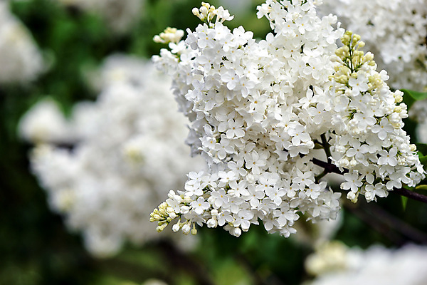 포토 JPG 해외이미지 나무 식물 디자인 계절 꽃 분홍색 꽃다발 백그라운드 잎 꽃무늬 자연 사람없음 초록색 정원 보라색 봄 벚꽃 흰색 신선 개화 닫기 다발 제비꽃 질감 아로마 라일락 내추럴 해외포토 컬러 무늬 모션 생태계 파일형식 이미지허브