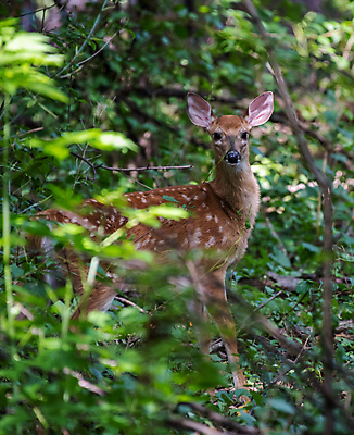 포토 JPG 해외이미지 동물 포유류 사슴 사람없음 반추동물 해외포토 파일형식 이미지허브