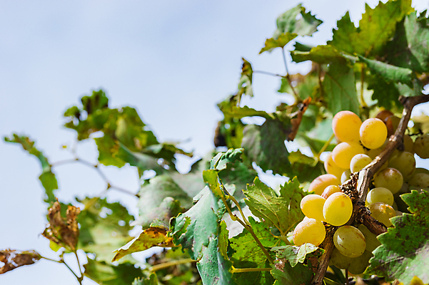 포토 JPG 해외이미지 식물 열매 음식 백그라운드 잎 밭 농업 다이어트 과일 자연 포도 디저트 사람없음 야외 초록색 여름 농작물 컬러풀 햇빛 태양 농장 노란색 와인 수확 성장 가을 농촌 신선 시장 달콤 다발 먹기 포도밭 포도나무 베리 건강식 숙성 양조 양조장 채식주의자 세련 해외포토 자연요소 계절 산업 컬러 모션 주류 건강 시골 맛 과일나무 생태계 채식 파일형식 이미지허브