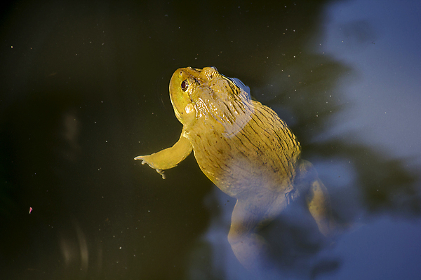 포토 JPG 해외이미지 식물 동물 한마리 여자 호수 야생동물 잎 캐나다 북아메리카 파충류 자연 휴식 개구리 양서류 앉기 사람없음 야외 아웃포커스 가로 초록색 물 파란색 강 컬러풀 반사 갈색 수중 미국 봄 연못 개울 습지 생태계 인도네시아 두꺼비 침몰 해외포토 자연요소 1 계절 아시아 컬러 컨셉 모션 촬영기법 아메리카 사람 파일형식 이미지허브