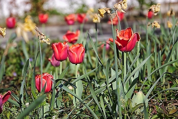 포토 JPG 해외이미지 꽃잎 꽃 잎 자연 사람없음 아웃포커스 봄 화창 해외포토 식물 계절 날씨 촬영기법 생태계 파일형식 이미지허브