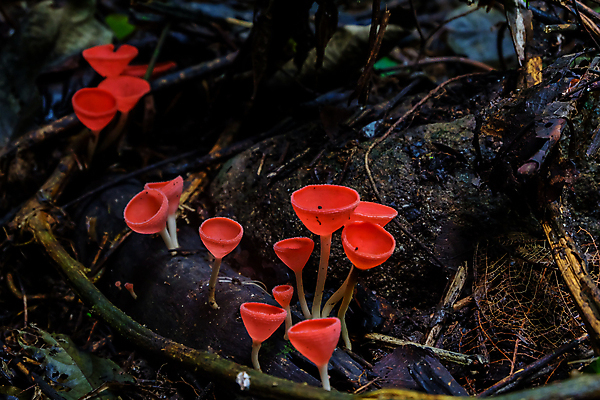 포토 JPG 해외이미지 나무 식물 계절 공원 분홍색 백그라운드 잎 오렌지 태국 자연 사람없음 야외 목재 컵 빨간색 초록색 물 빛 컬러풀 환경 검은색 버섯 봄 젖음 신선 그룹 떨어짐 숲 작음 샴페인 질감 내추럴 곰팡이 화상 해외포토 자연요소 식기 공공시설 아시아 컬러 컨셉 과일 재료 주류 상처 크기 생태계 파일형식 이미지허브