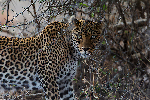 포토 JPG 해외이미지 주간 한마리 응시 야생동물 자연 사람없음 야외 아웃포커스 나뭇가지 맹수 표범 남아프리카 보츠와나 해외포토 자연요소 나무 동물 1 시선 포유류 아프리카 촬영기법 생태계 파일형식 이미지허브
