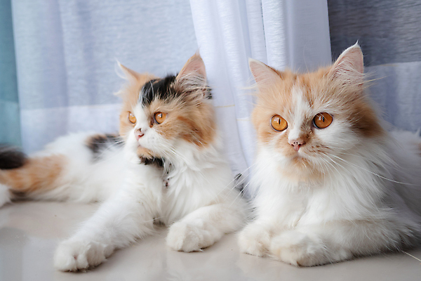 포토 JPG 해외이미지 동물 척추동물 응시 포유류 털 실내 앉기 사람없음 반려동물 귀여움 고양이 흰색 아기 달콤 모피 꼬리 귀 솜털 기르기 해외포토 시선 컬러 컨셉 모션 사람 내부 신체부위 맛 돌봄 파일형식 이미지허브