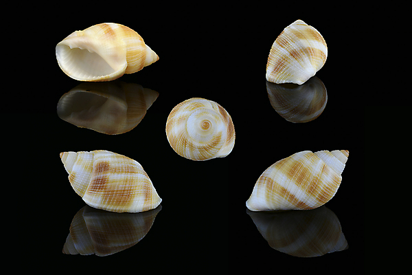 포토 JPG 해외이미지 모양 1 디자인 바다 과학 신체 중동 자연 조개 연체동물 종류 사람없음 옆모습 반사 검은색 껍질 흰색 만 개 싱글 질감 달팽이 아라비아 진흙 원뿔 고립 두바이 혼자 불규칙 해외포토 도형 나라 뷰포인트 컬러 컨셉 포유류 어패류 무척추동물 생태계 아랍에미리트 파일형식 이미지허브