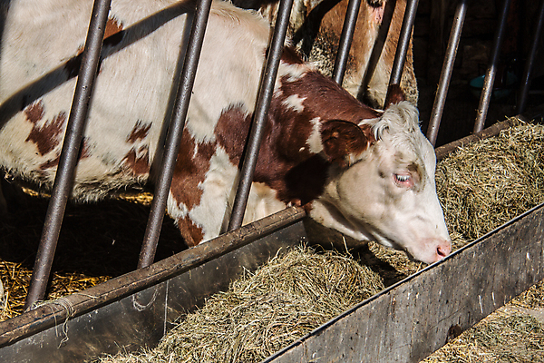 포토 JPG 해외이미지 농업 사람없음 농장 갈색 흰색 소 방목 먹기 밀짚 해외포토 산업 컬러 포유류 모션 짚 축산업 파일형식 이미지허브