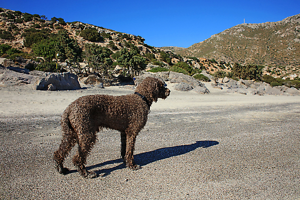 포토 JPG 해외이미지 동물 여자 행복 호수 바다 포옹 자연 놀이 사랑 사람없음 야외 가로 물 반려동물 태양 갈색 우정 활발 기쁨 개 리트리버 복고 주둥이 기르기 특별함 해외포토 자연요소 감정 컬러 컨셉 포유류 안기 사람 친구 생태계 돌봄 파일형식 이미지허브