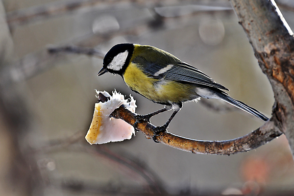 포토 JPG 해외이미지 동물 조류 사람없음 견과류 덩굴 깃털 부리 참새 해외포토 식물 파일형식 이미지허브