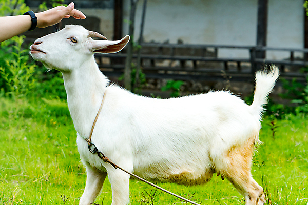 포토 JPG 해외이미지 동물 응시 얼굴 백그라운드 2 밭 농업 포유류 자연 부활절 새로움 털 사람없음 초록색 여름 농장 농경지 머리 가축 봄 흰색 시골 아기 양 소 군중 방목 호기심 귀 솜털 양고기 내추럴 양모 결백 밭일 양털 해외포토 시선 계절 기념일 감정 산업 컬러 컨셉 육류 사람 신체부위 직물 축산업 생태계 파일형식 이미지허브