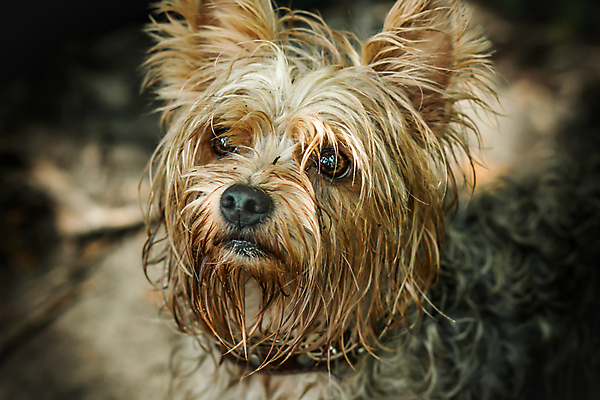 포토 JPG 해외이미지 동물 1 응시 행복 장난 포유류 주택 털 종류 사람없음 장식 반려동물 갈색 머리 쌓기 맑음 황금 닫기 개 달콤 강아지 작음 요크셔테리어 테리어 슛 송곳니 기르기 미니 유래 해외포토 시선 감정 컬러 모션 날씨 건물 신체부위 맛 치아 크기 돌봄 파일형식 이미지허브