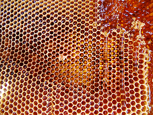 포토 JPG 해외이미지 동물 음식 곤충 백그라운드 패턴 오렌지 자연 세포 건강 사람없음 야외 여름 약 농장 노란색 시골 신선 머리빗 황금 달콤 맛 꿀벌 벌 배열 묘사 질감 꽃가루 육각형 꿀 벌집 내추럴 고립 밀랍 양봉 양봉장 왁스 폴리곤 해외포토 도형 계절 컬러 컨셉 무늬 농업 과일 의학 미용용품 벌_곤충 가루 생태계 파일형식 이미지허브