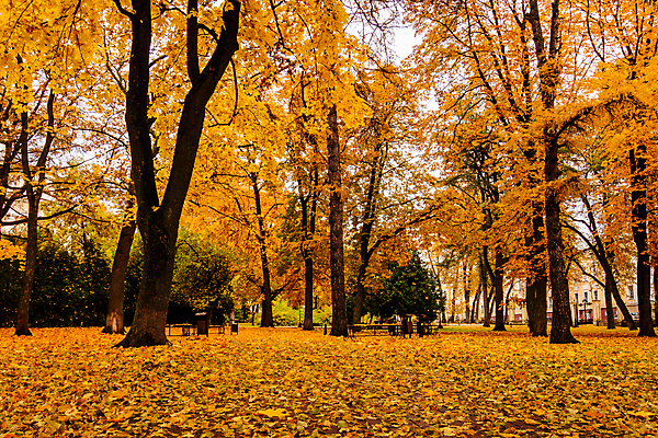 포토 JPG 해외이미지 주간 공원 단풍 낙엽 단풍나무 풍경 사람없음 야외 주황색 가을 해외포토 자연요소 나무 계절 공공시설 컬러 잎 파일형식 이미지허브