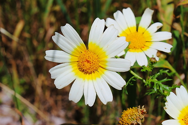 포토 JPG 해외이미지 꽃 사람없음 노란색 벚꽃 흰색 포르투갈 데이지 해외포토 식물 유럽 컬러 파일형식 이미지허브