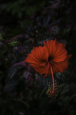 포토 JPG 해외이미지 사람없음 야외 야간 열대꽃 해외포토 자연요소 꽃 파일형식 이미지허브