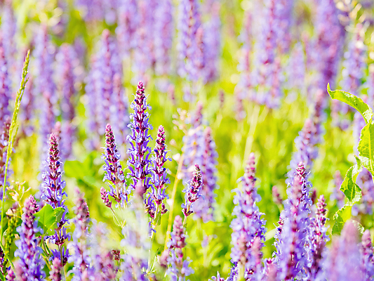 포토 JPG 해외이미지 백그라운드 자연 사람없음 보라색 봄 풀잎 화려 세이지꽃 해외포토 계절 꽃 컬러 컨셉 잎 풀_식물 생태계 파일형식 이미지허브