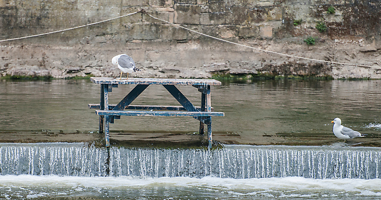 포토 JPG 해외이미지 동물 갈매기 조류 영국 잉글랜드 사람없음 야외 가로 물 강 반사 흐름 도시 댐 2015년 콘크리트 해외포토 자연요소 공공시설 유럽 컨셉 연도 파일형식 이미지허브