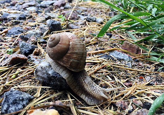 포토 JPG 해외이미지 동물 음식 이동 채소 자연 조개 생물 연체동물 주택 안테나 나선형 사람없음 농장 정원 저녁식사 힘 샐러드 젖음 껍질 미끄러짐 아스팔트 속도 시작 달팽이 덮기 젤리 촉수 느림 내추럴 재촉 기어가기 민달팽이 앵무조개 혼자 끈적임 해외포토 도로 컨셉 무늬 농업 통신 모션 어패류 디저트 무척추동물 건물 식사 생태계 파일형식 달팽이_동물 이미지허브