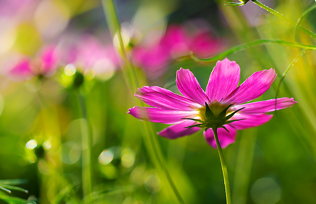 포토 JPG 해외이미지 식물 꽃잎 꽃 분홍색 백그라운드 자연 사람없음 초록색 여름 정원 보라색 벚꽃 신선 개화 코스모스 보케 해외포토 계절 컬러 생태계 파일형식 이미지허브