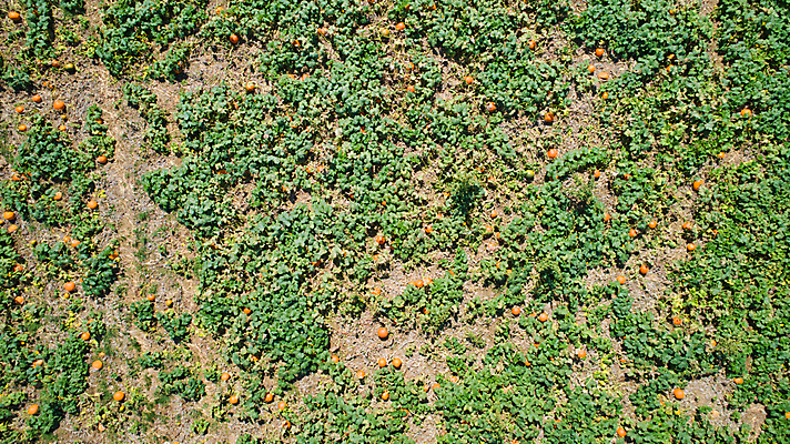 포토 JPG 해외이미지 식물 계절 줄기 백그라운드 밭 농업 채소 오렌지 부분 자연 호박 안테나 풍경 사람없음 야외 컬러풀 농장 일출 일몰 할로윈 수확 가을 원예 조경 장면 추수감사절 스쿼시 드론 밭일 숙성 조감도 많음 세련 해외포토 산업 기독교 스포츠 컬러 컨셉 과일 통신 취미 구기 노을 생태계 파일형식 이미지허브