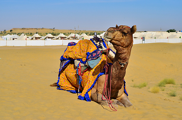 포토 JPG 해외이미지 동물 전통 아시아 여행 포유류 교통시설 자연 휴가 이집트 풍경 사람없음 야외 장식 여름 파란색 모래사장 컬러풀 노란색 추위 덮개 뜨거움 황금 승차 인도인 모래언덕 사파리 시트 혹 사하라 단봉낙타 두바이 이국적 카라반 해외포토 외국인 계절 나라 바다 컬러 교통 모션 아프리카 동양인 사막 뚜껑 언덕 시설 생태계 캠핑카 아랍에미리트 파일형식 이미지허브
