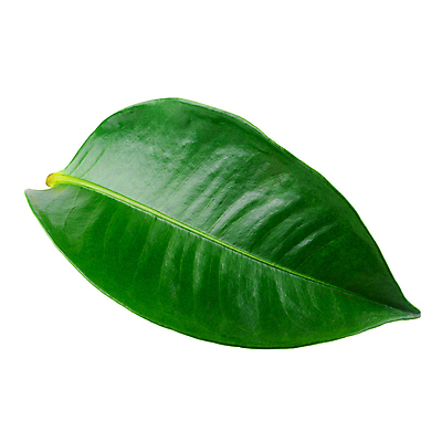 포토 JPG 해외이미지 모양 나무 식물 디자인 계절 줄기 단풍 잎 겨울 자연 바람 건조 사람없음 초록색 갈색 정원 가을 흰색 나뭇가지 숲 묘사 정맥 내추럴 고립 땅바닥 해외포토 자연요소 컬러 날씨 바닥 생태계 혈관 파일형식 이미지허브