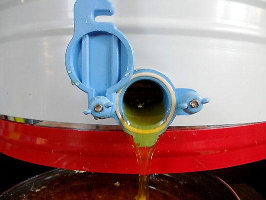 포토 JPG 해외이미지 음식 곤충 백그라운드 오렌지 건강 사람없음 야외 약 노란색 흐름 물방울 시골 신선 머리빗 액체 황금 달콤 맛 떨어짐 꿀벌 질감 날것 꽃가루 시럽 꿀 벌집 내추럴 밀랍 양봉 양봉장 어려움 왁스 해외포토 동물 컬러 컨셉 과일 의학 미용용품 벌_곤충 가루 파일형식 이미지허브