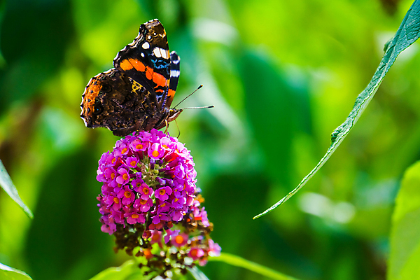 포토 JPG 해외이미지 식물 동물 계절 여자 남자 꽃 유럽 나비 곤충 백그라운드 날개 자연 사람없음 빨간색 여름 컬러풀 활발 붓 그리기 개화 벌레 라일락 강렬 이국적 해외포토 나라 컬러 컨셉 모션 사람 생태계 파일형식 이미지허브