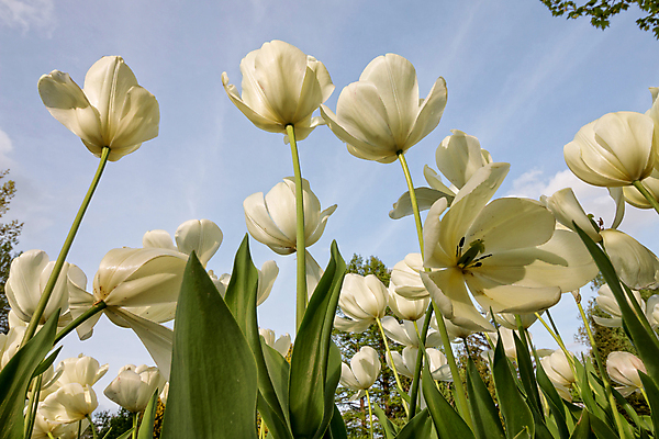 포토 JPG 해외이미지 식물 계절 꽃잎 꽃 백그라운드 잎 꽃무늬 패턴 자연 사람없음 야외 장식 초록색 여름 머리 정원 봄 활발 튤립 성장 흰색 시골 신선 오브젝트 멀티 전경 해외포토 컬러 컨셉 무늬 풍경 신체부위 생태계 파일형식 탑뷰 이미지허브
