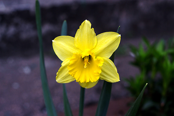포토 JPG 해외이미지 식물 꽃잎 꽃 줄기 꽃무늬 자연 부활절 사람없음 야외 장식 초록색 빛 노란색 머리 우주 정원 성장 벚꽃 신선 개화 부드러움 수선화 내추럴 영원 세련 전경 해외포토 기념일 컬러 무늬 풍경 신체부위 감각 생태계 파일형식 탑뷰 이미지허브