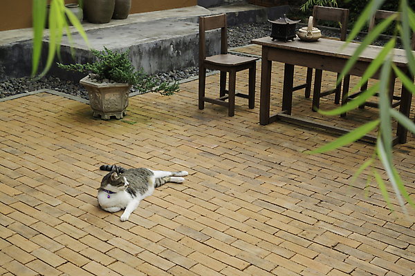 포토 JPG 해외이미지 동물 행복 포유류 태국 자연 휴식 벽돌 수염 털 건강 사람없음 반려동물 눕기 머리 귀여움 정원 고양이 가축 수확 지역 솜털 게으름 해외포토 감정 아시아 컨셉 농업 모션 신체부위 생태계 파일형식 이미지허브