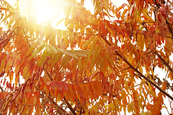 포토 JPG 해외이미지 나무 식물 계절 공원 야생동물 백그라운드 잎 패턴 오렌지 자연 추상 사람없음 야외 가로 빛 컬러풀 햇빛 태양 노란색 정원 가을 나뭇가지 황금 숲 원예 질감 10월 해외포토 자연요소 동물 공공시설 컬러 무늬 과일 취미 날짜 생태계 파일형식 이미지허브