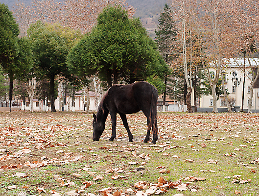 포토 JPG 해외이미지 동물 밭 농업 포유류 자연 엄마 산 육류 풍경 사람없음 초록색 여름 농장 봄 흰색 군중 방목 언덕 갈기 망아지 밭일 찰과상 해외포토 계절 산업 새끼 컬러 식재료 가족 사람 말_동물 축산업 상처 생태계 파일형식 이미지허브