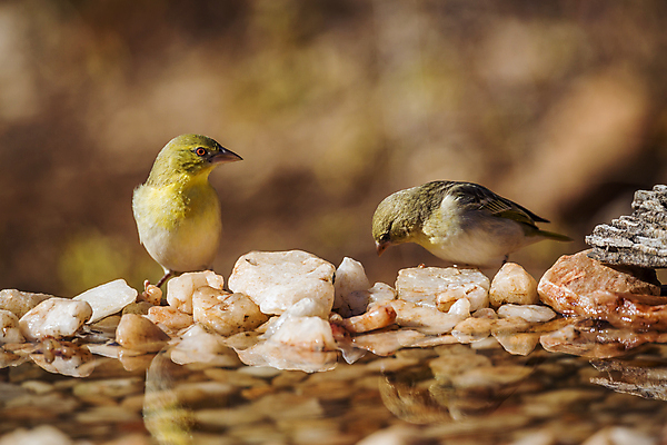포토 JPG 해외이미지 동물 야생동물 2 아프리카 자연 조류 국립공원 사람없음 물 관광지 노란색 연못 보호 사파리 남아프리카 보츠와나 보호구역 해외포토 자연요소 공원 나라 컬러 여행 컨셉 생태계 구역 파일형식 이미지허브
