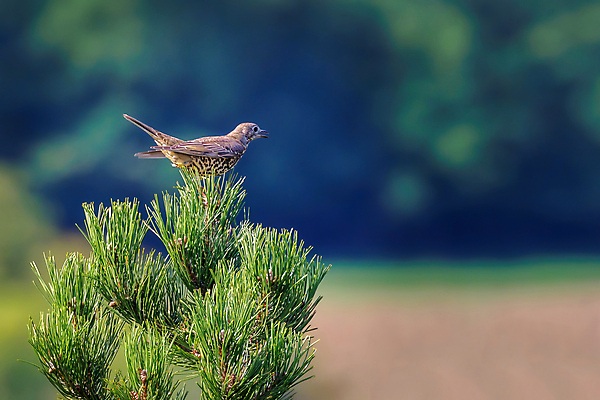 포토 JPG 해외이미지 나무 동물 척추동물 남자 유럽 야생동물 밭 날개 자연 조류 영국 성인 사람없음 옆모습 초록색 물 빛 울타리 정원 봄 흰색 연못 소나무 씻기 숲 깃털 싱글 부리 내추럴 고립 동물상 땅바닥 생존 해외포토 자연요소 식물 계절 나라 뷰포인트 컬러 농업 바닥 사람 담장 조형물 청결 생태계 파일형식 이미지허브