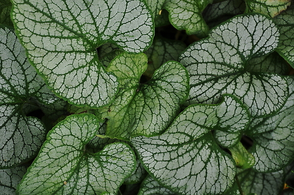 포토 JPG 해외이미지 식물 잎 자연 사람없음 봄 성장 해외포토 계절 생태계 파일형식 이미지허브