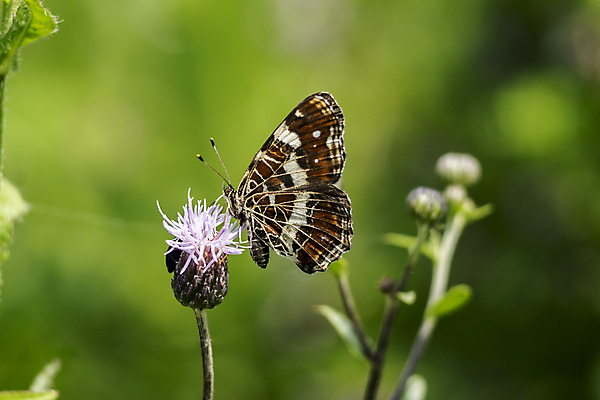 포토 JPG 해외이미지 여자 남자 야생동물 나비 곤충 날개 자연 사람없음 초록색 여름 파란색 컬러풀 봄 흰색 디테일 해외포토 동물 계절 컬러 사람 생태계 파일형식 이미지허브