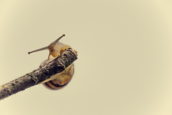 포토 JPG 해외이미지 동물 백그라운드 자연 연체동물 사람없음 껍질 막대기 작음 크림 촉수 내추럴 동물상 해외포토 무척추동물 조형물 크기 생태계 파일형식 이미지허브